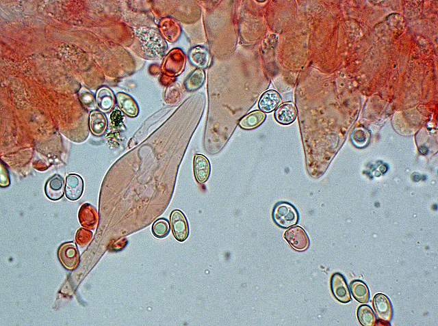 Pluteus mammifer  Romagnesi